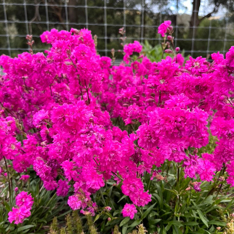 Lychnis viscaria 'Splendens'