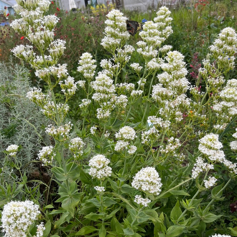 Centranthus ruber albus -White Valerian