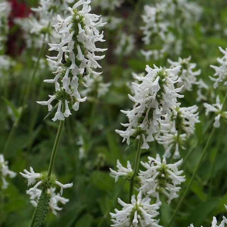 Stachys officinalis alba  - White Betony