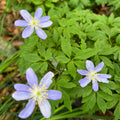 Anemone nemorosa 'Mart's Blue'