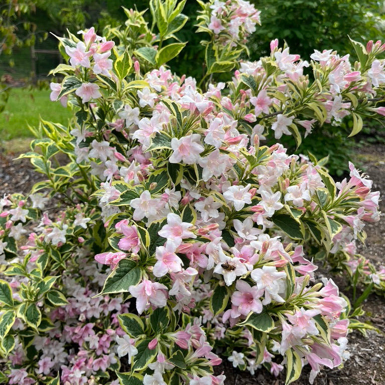 Weigela florida variegata