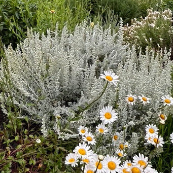 Artemisia frigida- 'Prairie Sagebrush'
