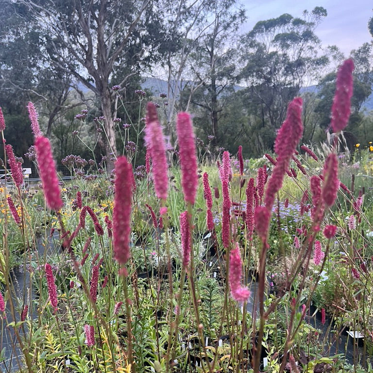 Sanguisorba officinalis 'Blackthorn'