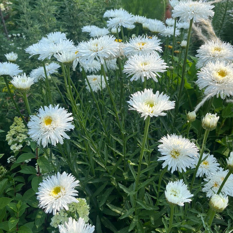 Leucanthemum x superbum 'Aglaia'
