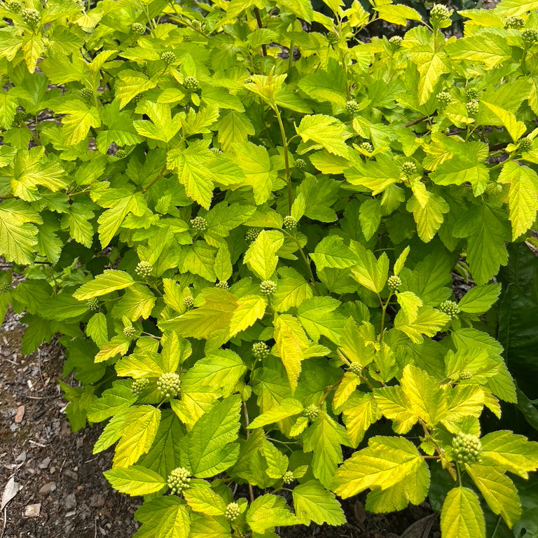 Physocarpus opulifolius 'Dart's Gold'