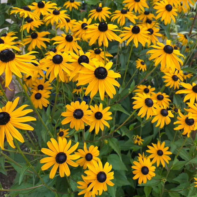 Rudbeckia fulgida x sullivantii 'Goldsturm'