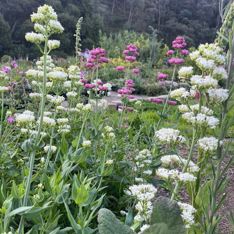 Centranthus ruber albus -White Valerian