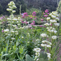Centranthus ruber albus -White Valerian