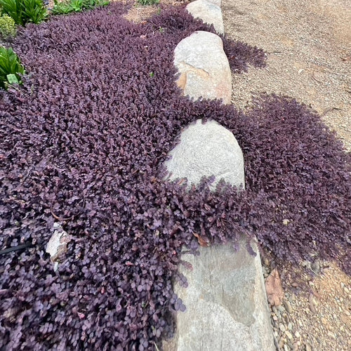 Acaena inermis 'Purpurea'- New Zealand Burr