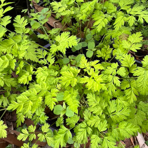 Anthriscus sylvestris 'Golden Fleece'