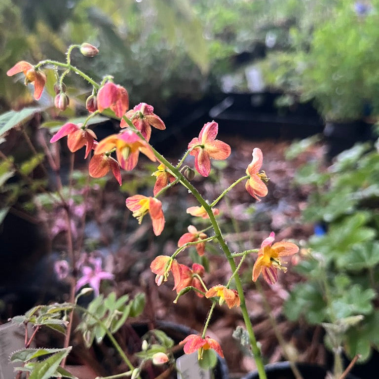 Epimedium- Collection