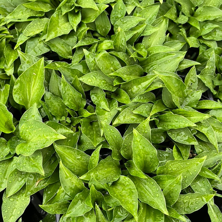 Hosta Collection