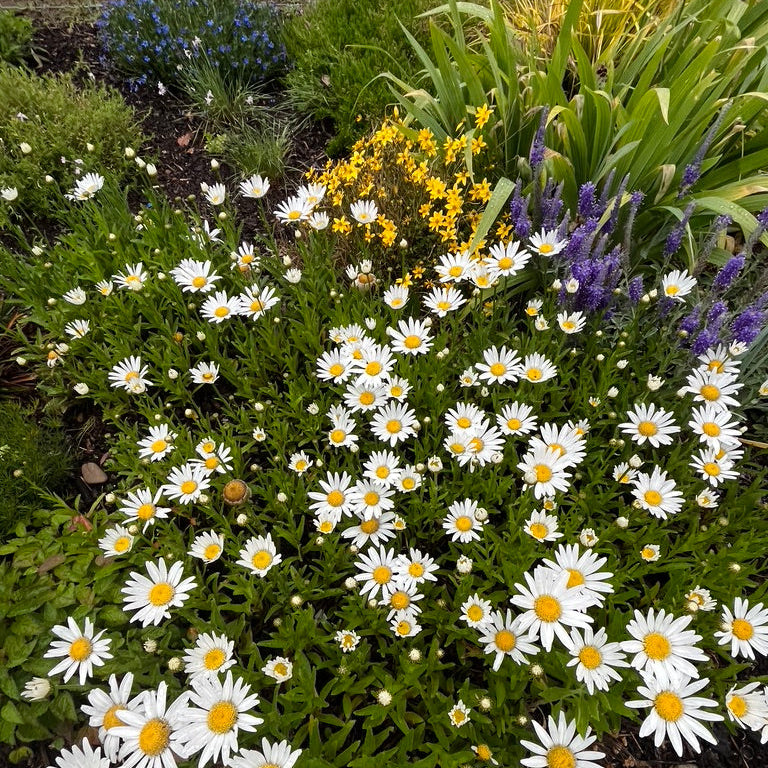 Leucanthemum x superbum - Shasta 'Little Angel'