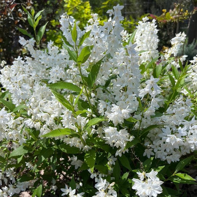 Deutzia gracilis 'Nikko'