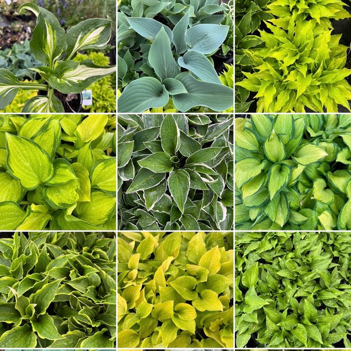 Hosta Collection