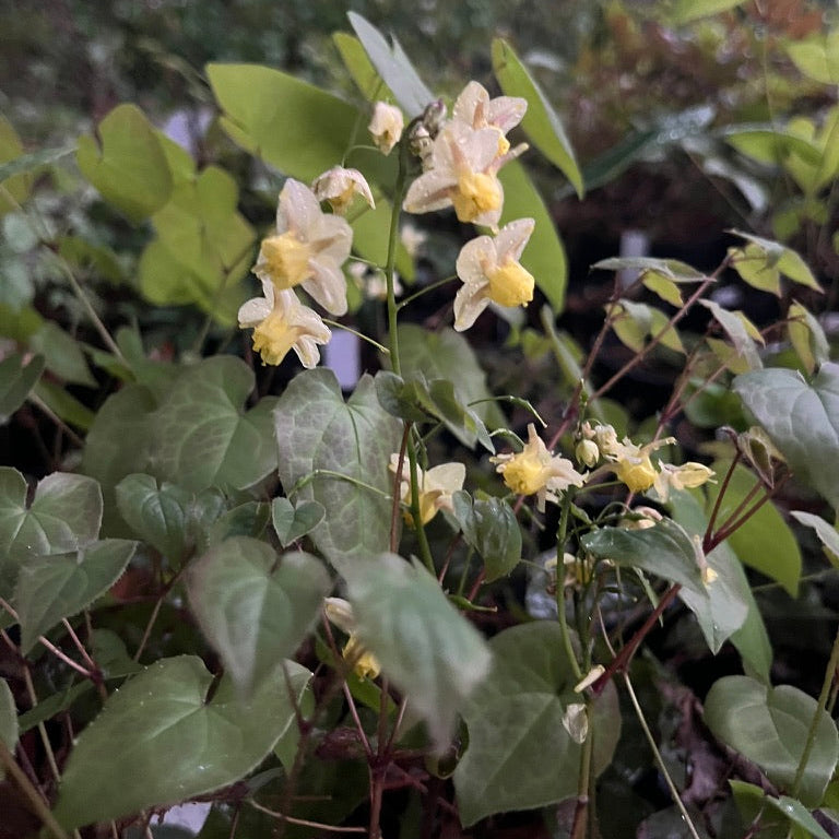 Epimedium- Collection