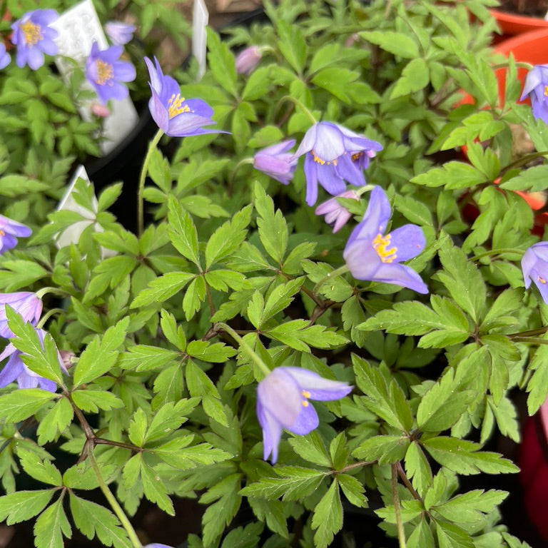 Anemone nemorosa robinsoniana- Wood Anemone