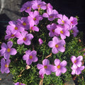 Oxalis hirta- Mauve oxalis