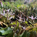 Epimedium 'Fargesii'- 'Fairy Wings'