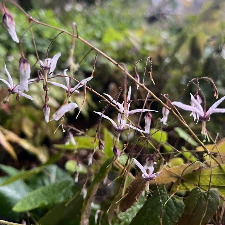 Epimedium 'Fargesii'- 'Fairy Wings'