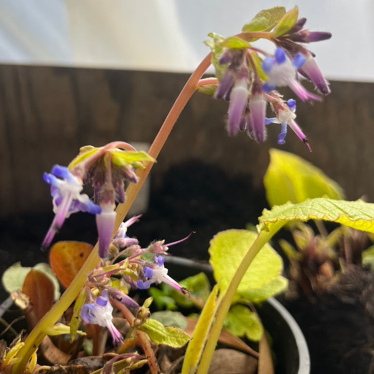 Trachystemon orientalis 'Kiwi Sun'