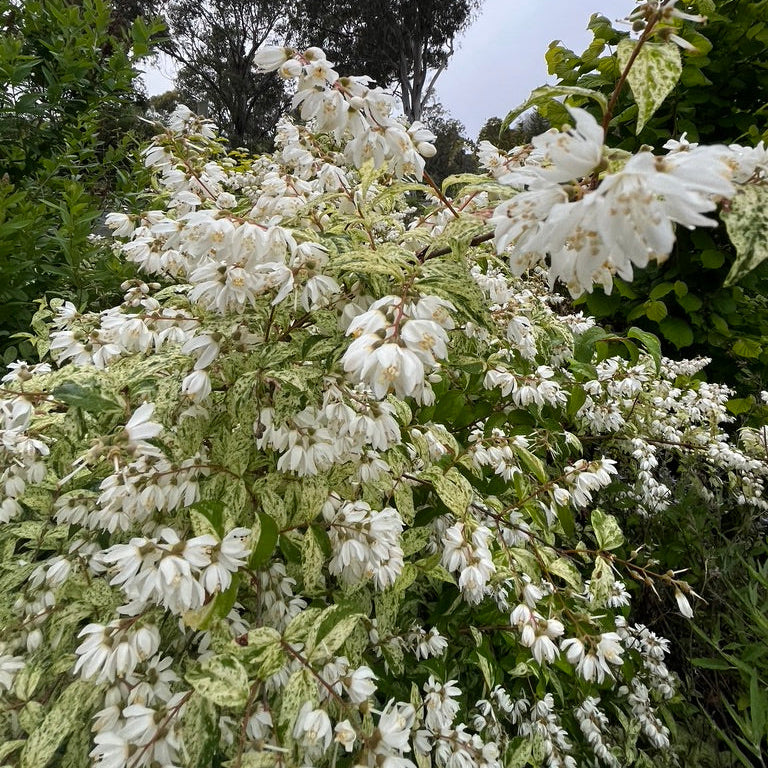 Deutzia scabra 'Variegata'