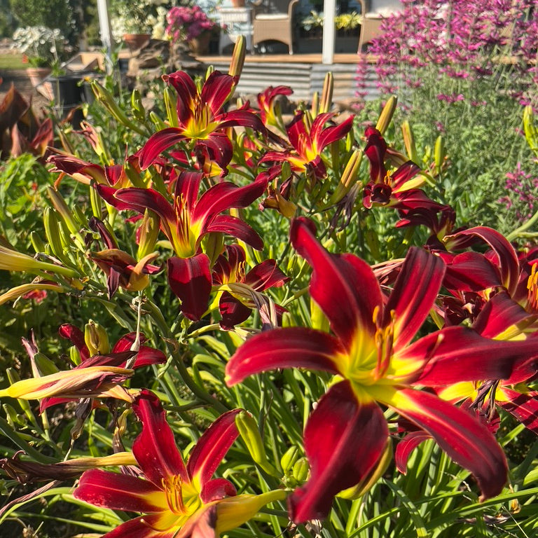 Hemerocallis - 'Holly Dancer' Day Lily