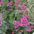 Centranthus ruber - 'Pink' Valerian