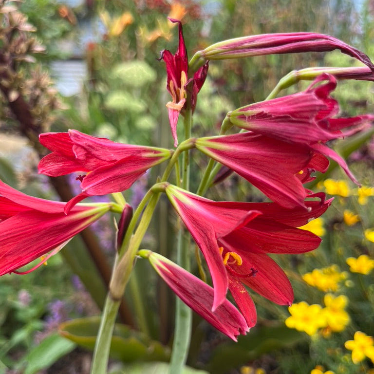 Rhodophiala bifida - 'Oxblood Lily'