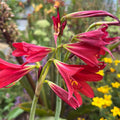 Rhodophiala bifida - 'Oxblood Lily'