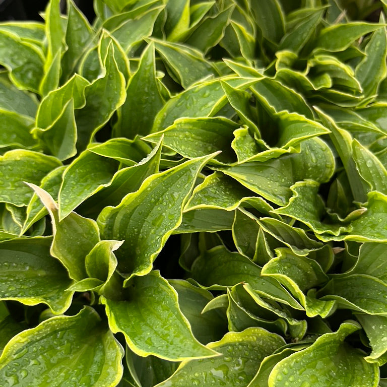Hosta Collection
