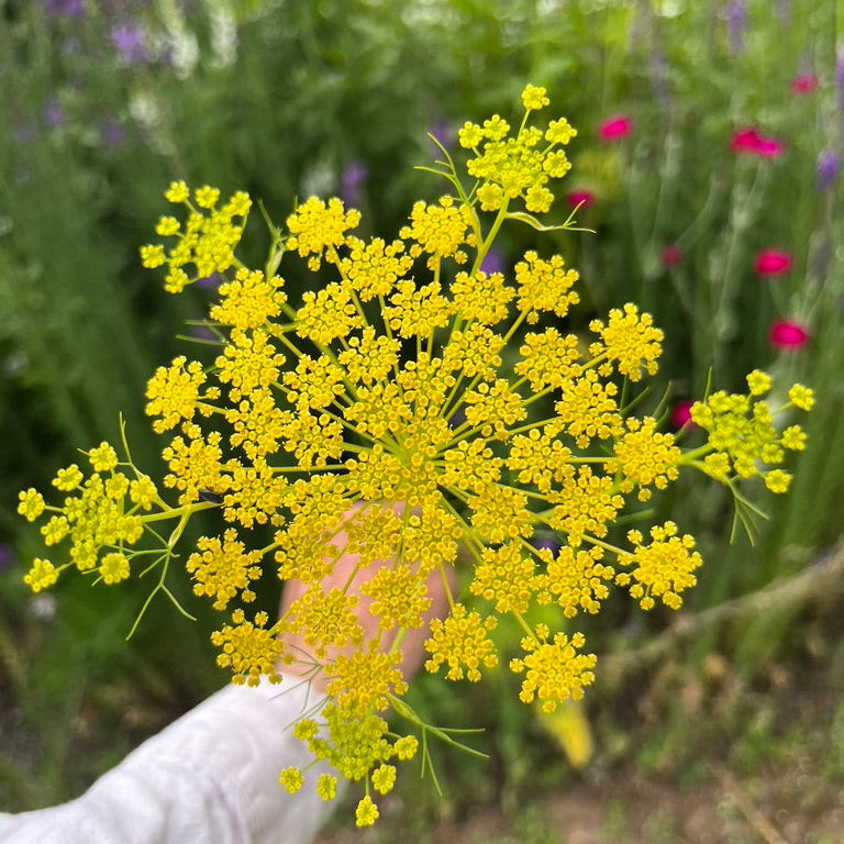 Ridolfia segetum 'Goldspray'