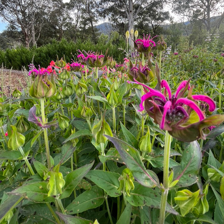 Monarda didyma 'Magenta Mist'