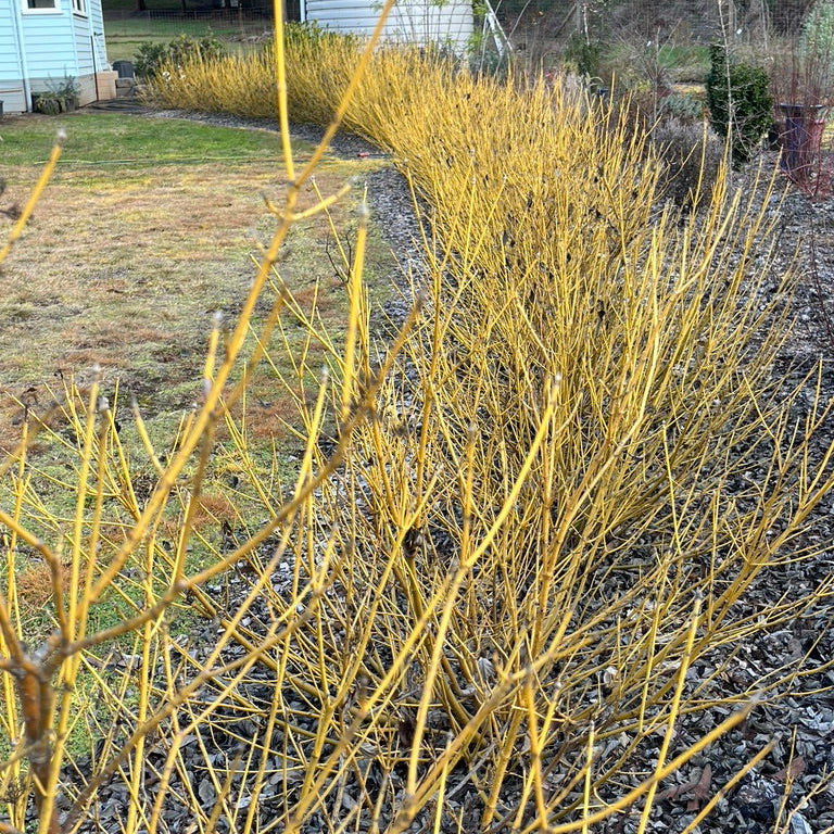 Cornus sericea flavirama - 'Yellow-stemmed Dogwood'