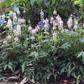Tiarella cordifolia - 'Foamflower'