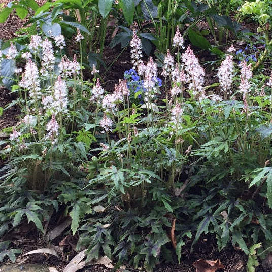 Tiarella cordifolia - 'Foamflower'