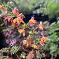 Epimedium x warleyense