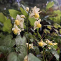 Epimedium x versicolour 'Sulphureum'