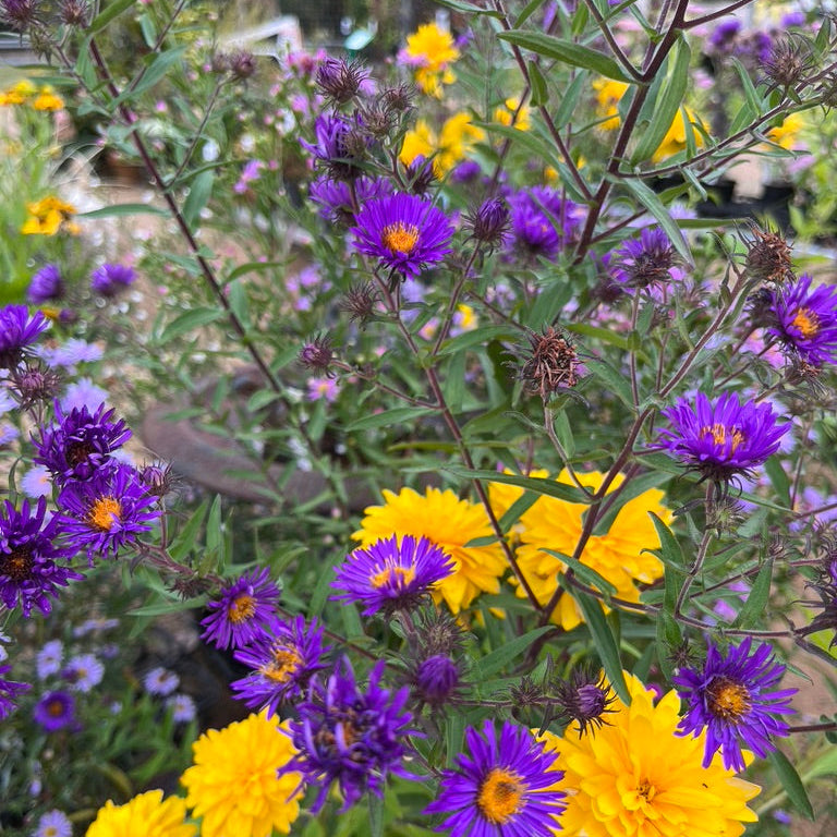 Aster novae-angliae - 'Violetta' New England Aster