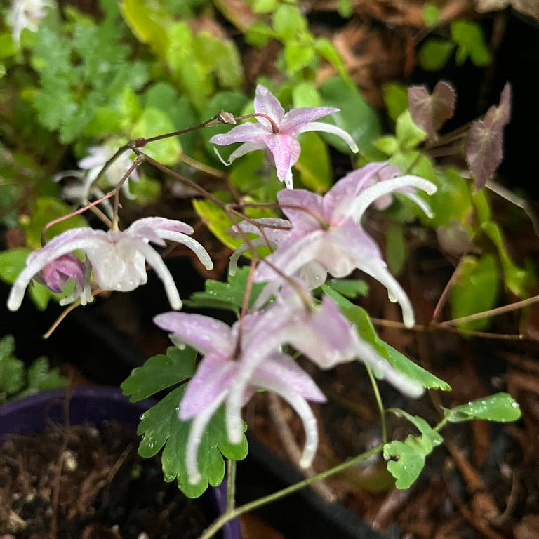 Epimedium- Collection