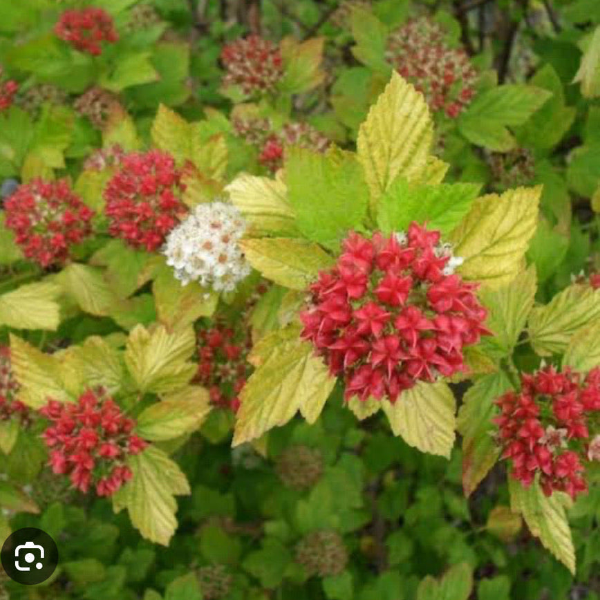 Physocarpus opulifolius 'Dart's Gold'