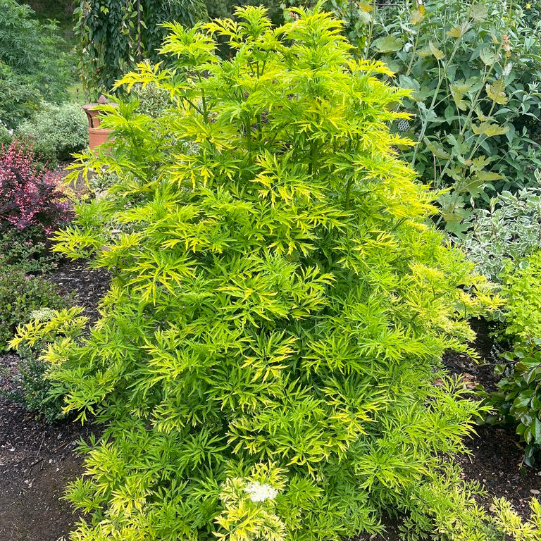 Sambucus nigra  - 'Golden Tower' Elderberry