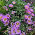 Erigeron glaucus 'Seabreeze'