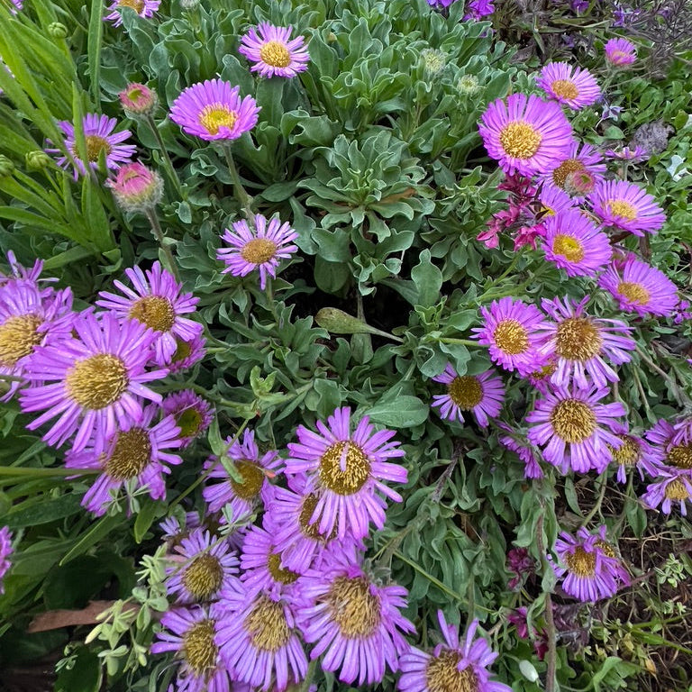 Erigeron glaucus 'Seabreeze'