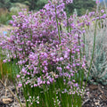 Allium chinense - Chinese Onion