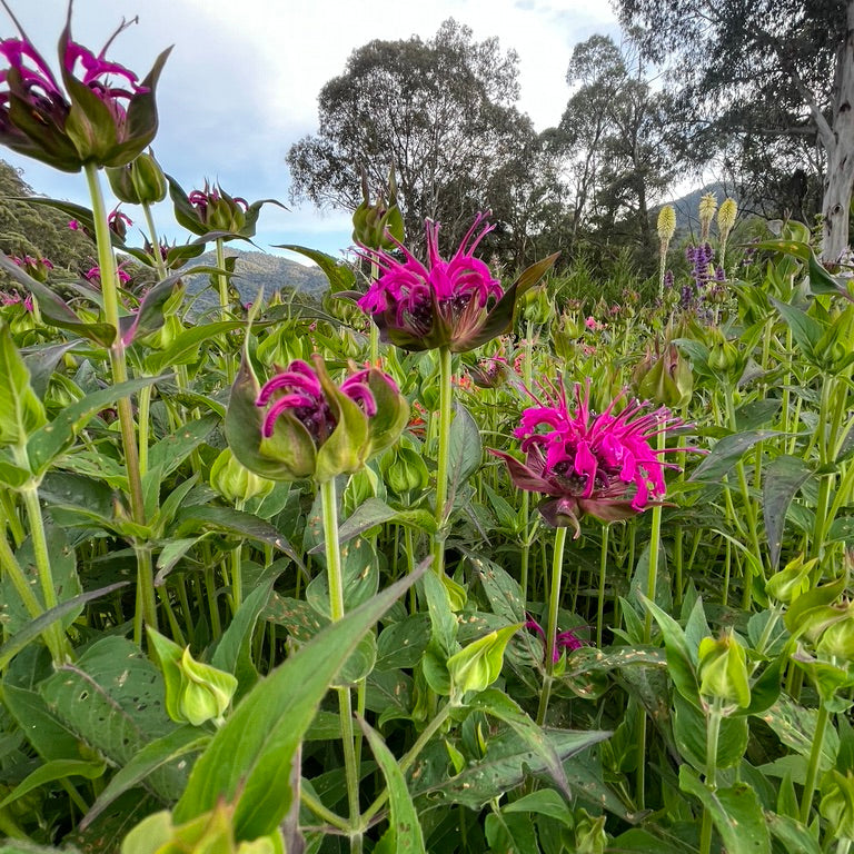 Monarda didyma 'Magenta Mist'