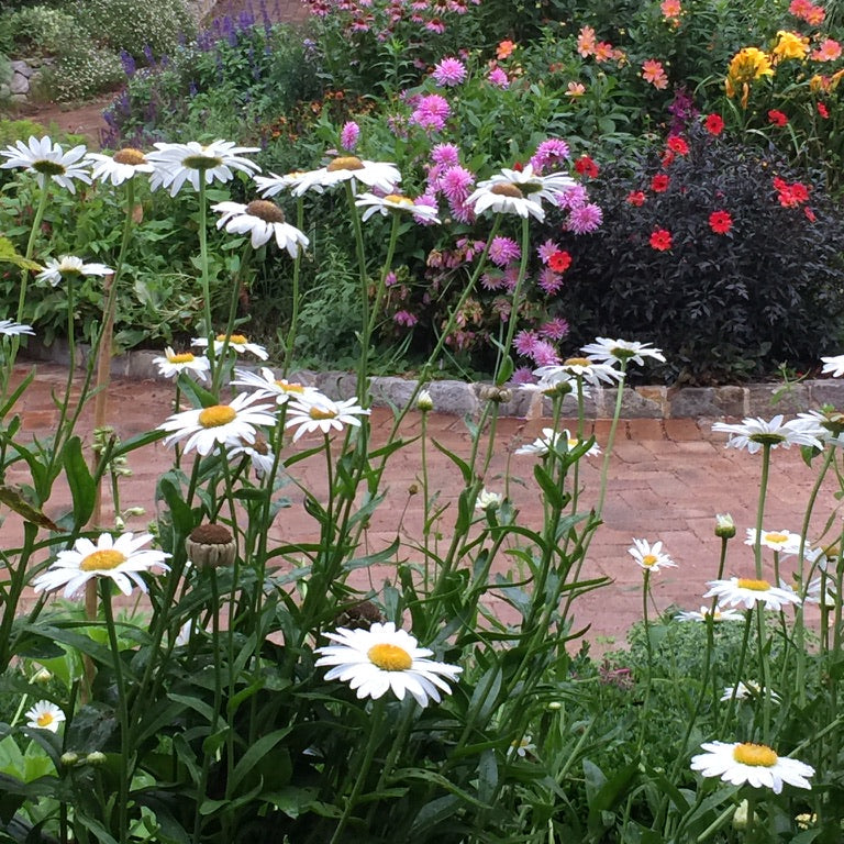 Leucanthemum x superbum 'Becky'