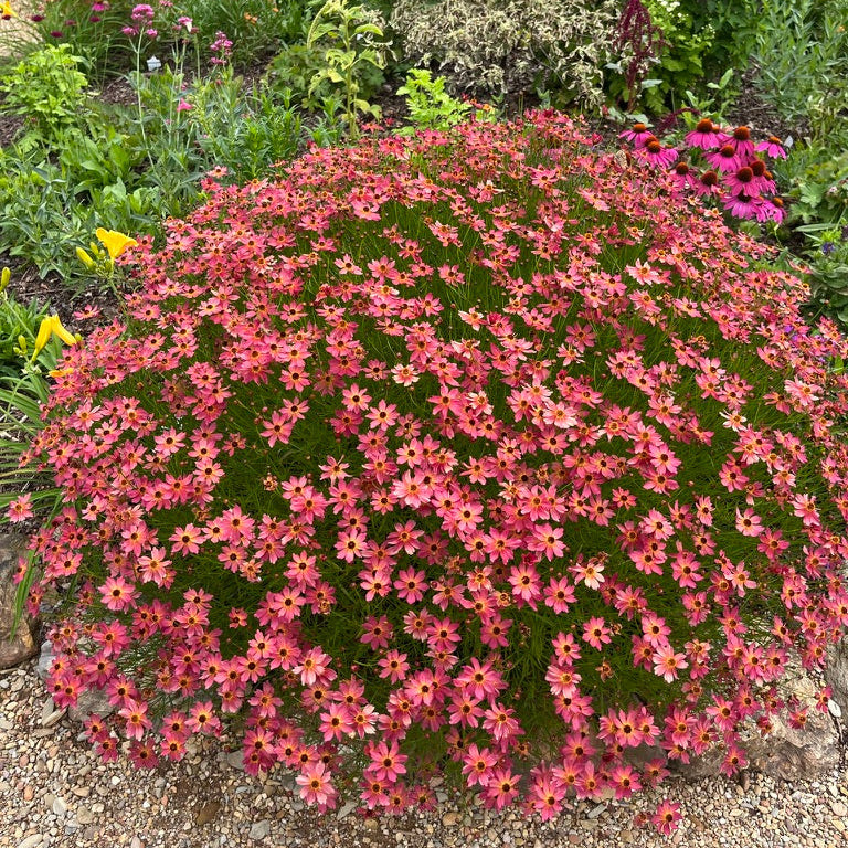 Coreopsis 'Rum Punch'