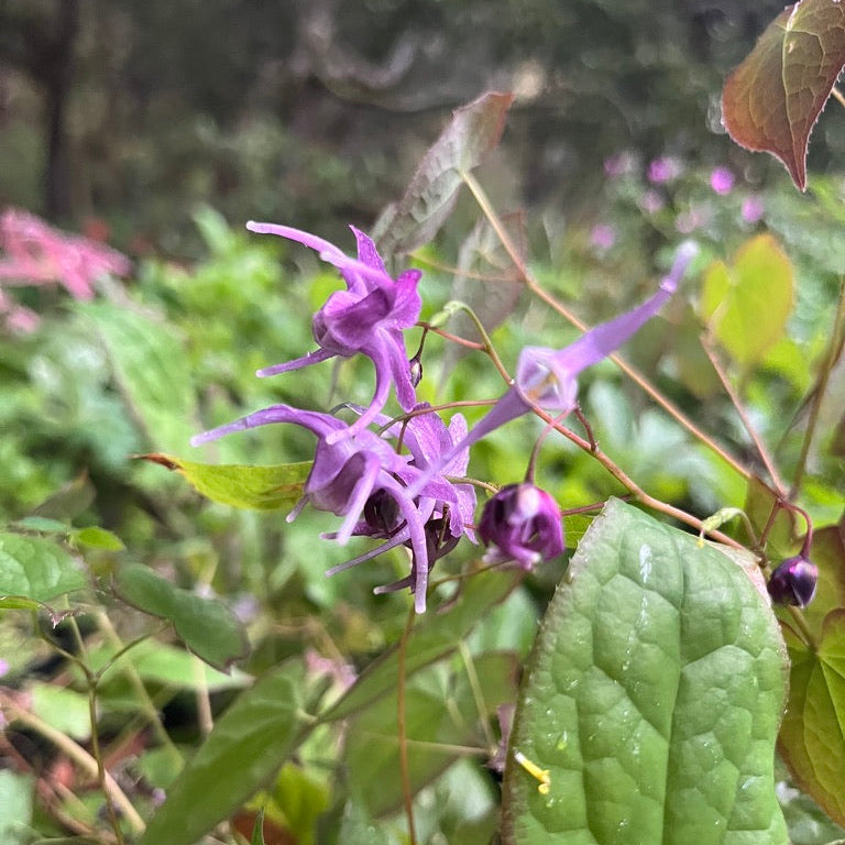 Epimedium- Collection