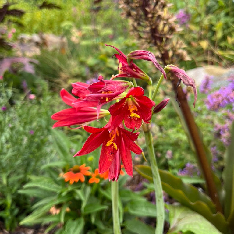 Rhodophiala bifida - 'Oxblood Lily'